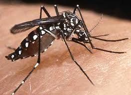 Mosquitos são controlados por avião...nos Estados Unidos