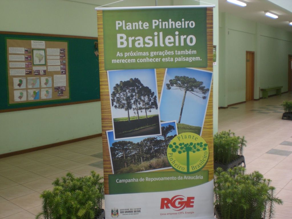 Lançada a 10a. Campanha de Reflorestamento do Pinheiro Brasileiro